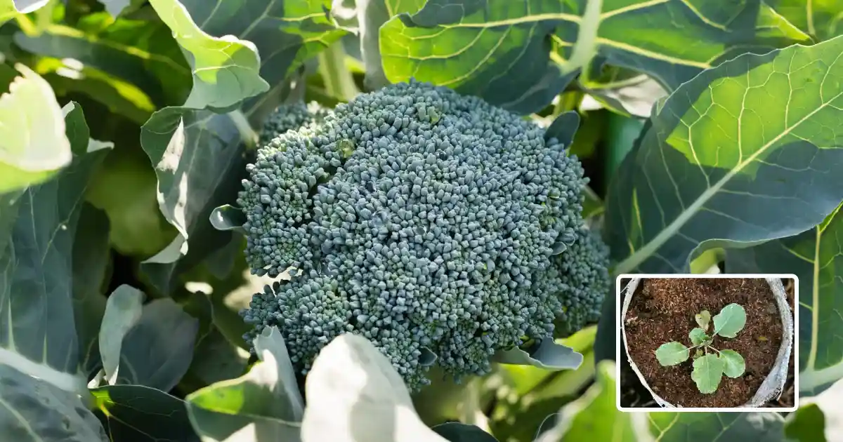 Broccoli Gobhi Ghar Par Ugane Ka Tarika