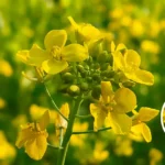 CS-64 mustard variety