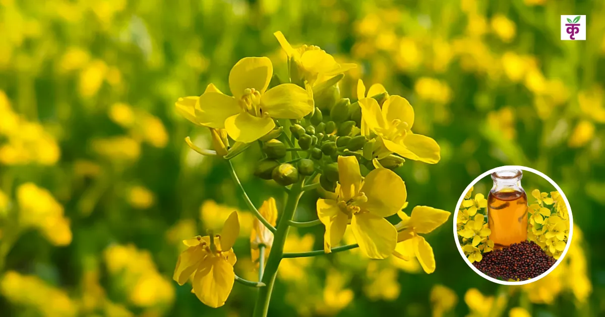 CS-64 mustard variety