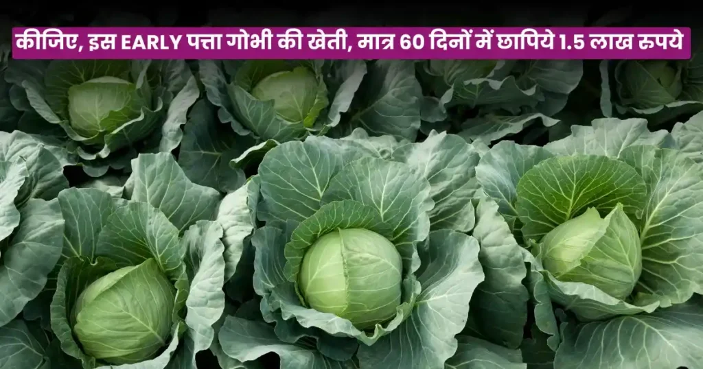 Cabbage Farming