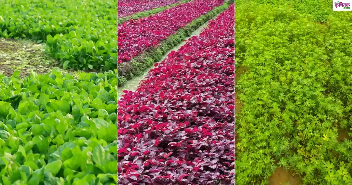 दिवाली के बाद इन तीन फसलों की करें बुवाई , 25-35 दिन में होगी शानदार कमाई