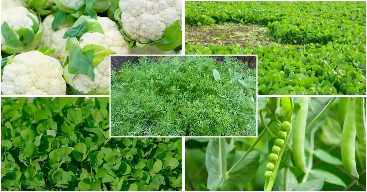 Cultivate these 5 vegetables in November-December