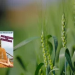 DBW 303 Variety Best Choice for Early Wheat