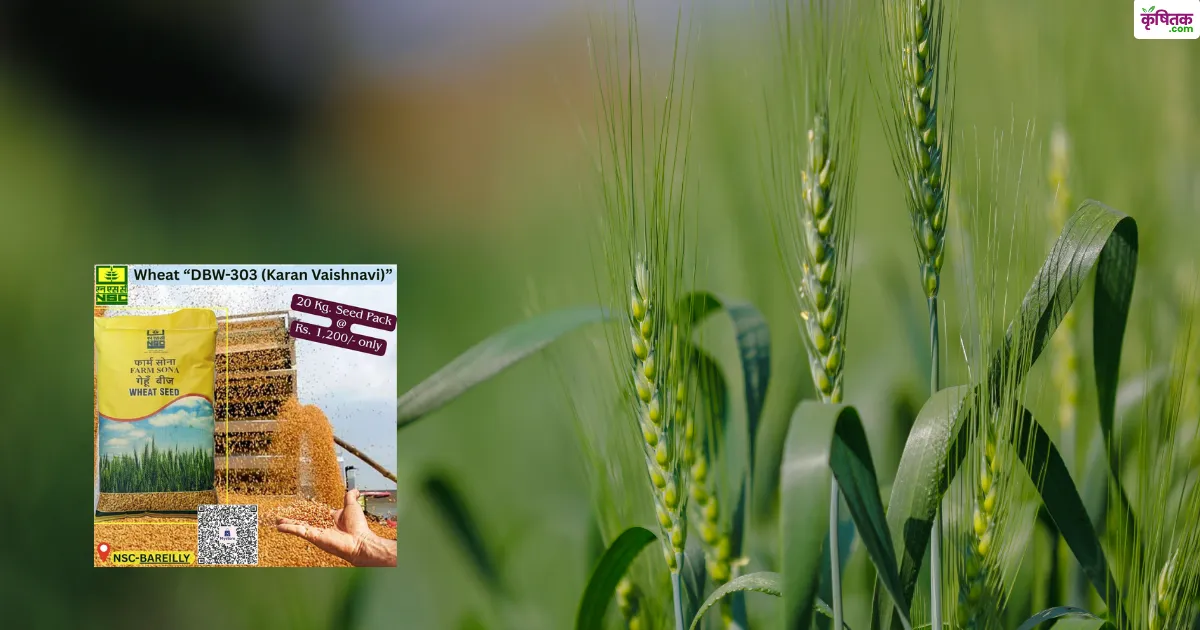 DBW 303 Variety Best Choice for Early Wheat