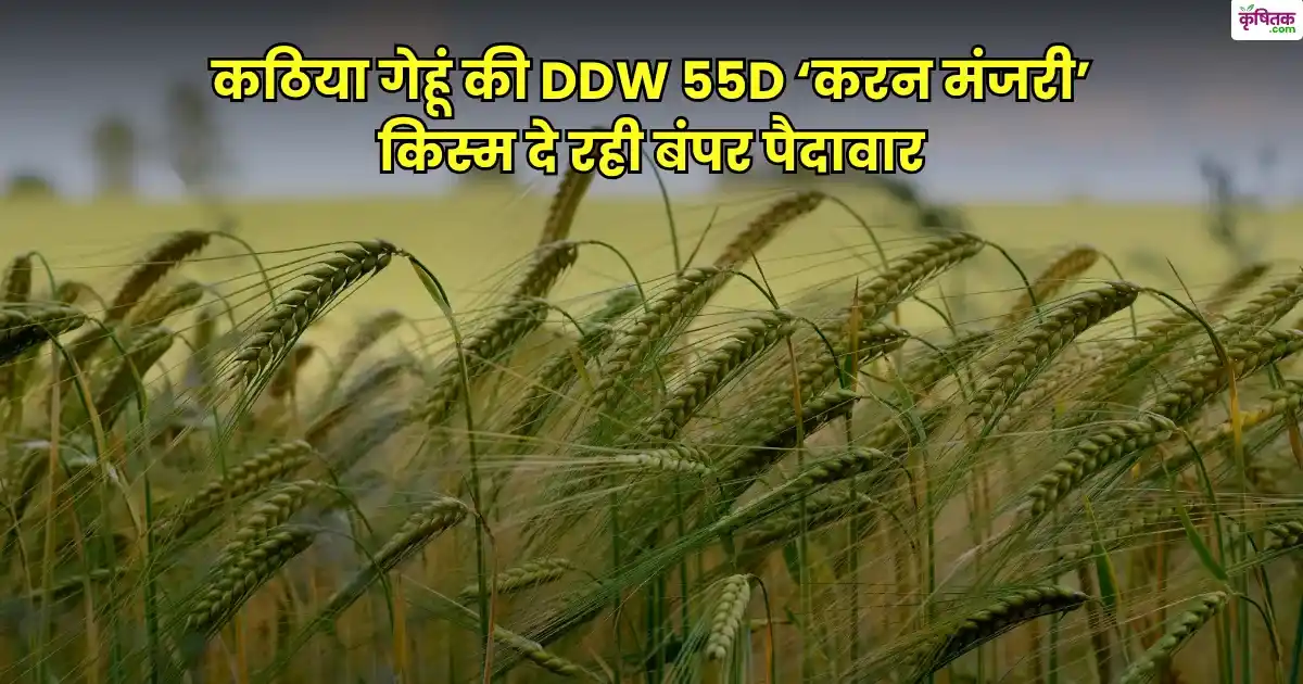 DDW 55D करन मंजरी