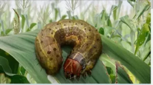 Faujhi Keet in Paddy