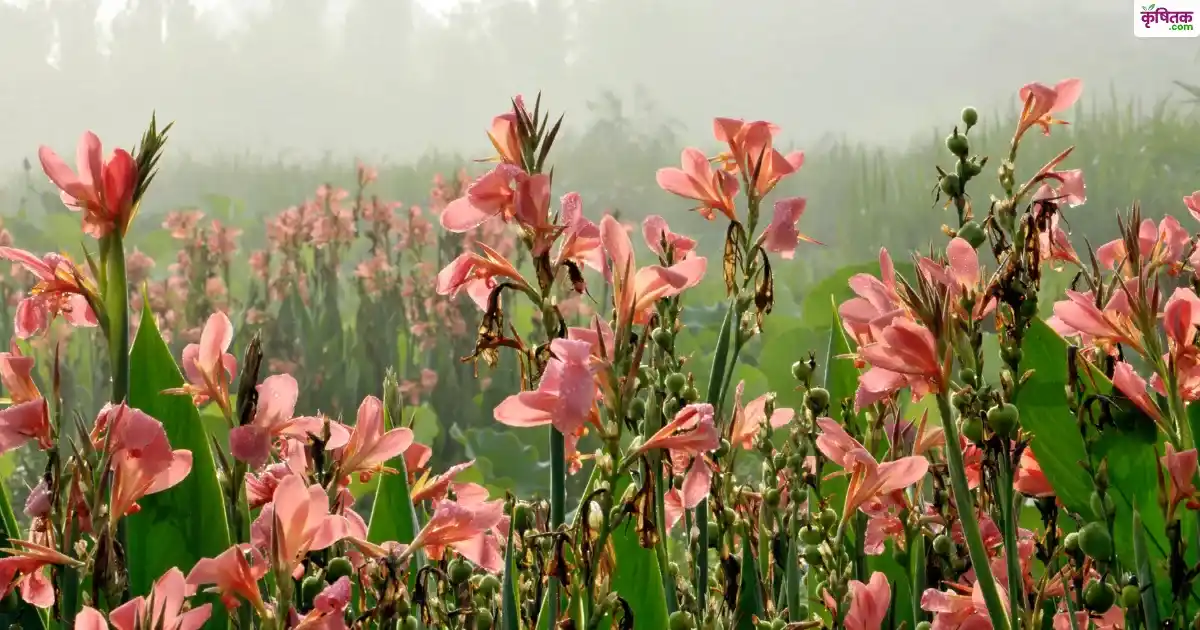 पैसा छापने की मशीन है ये खेती! सिर्फ 60-90 दिनों में तैयार हो जाते हैं खूबसूरत फूल, जानिए खेती का तरीका
