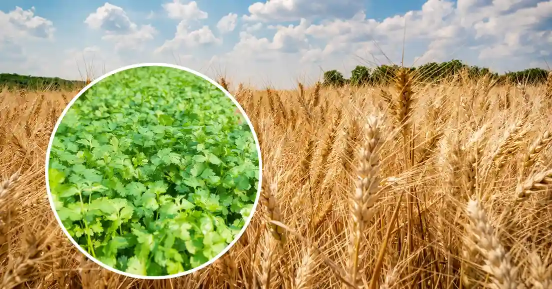 Green Coriander Farming