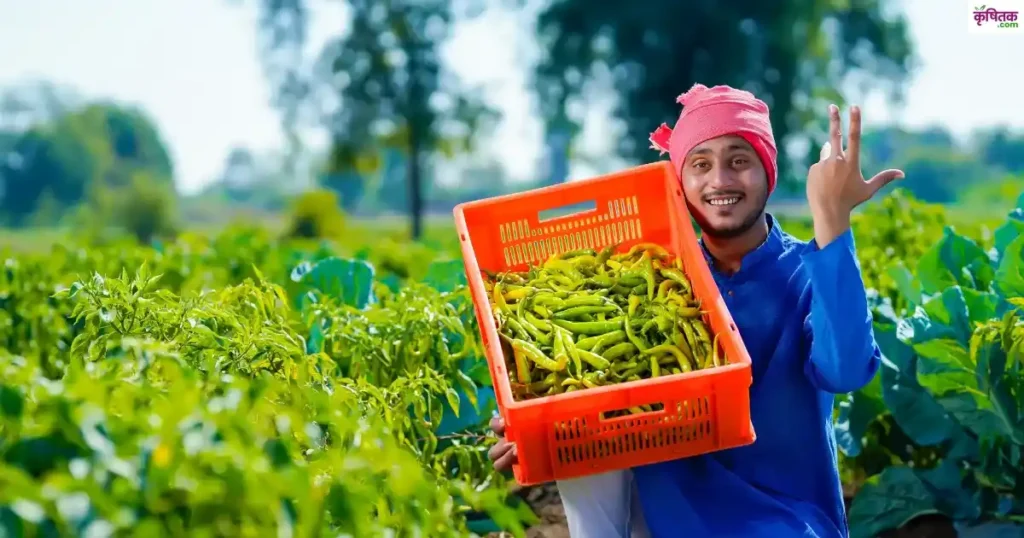 Green chilli Farming