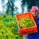 Green chilli Farming