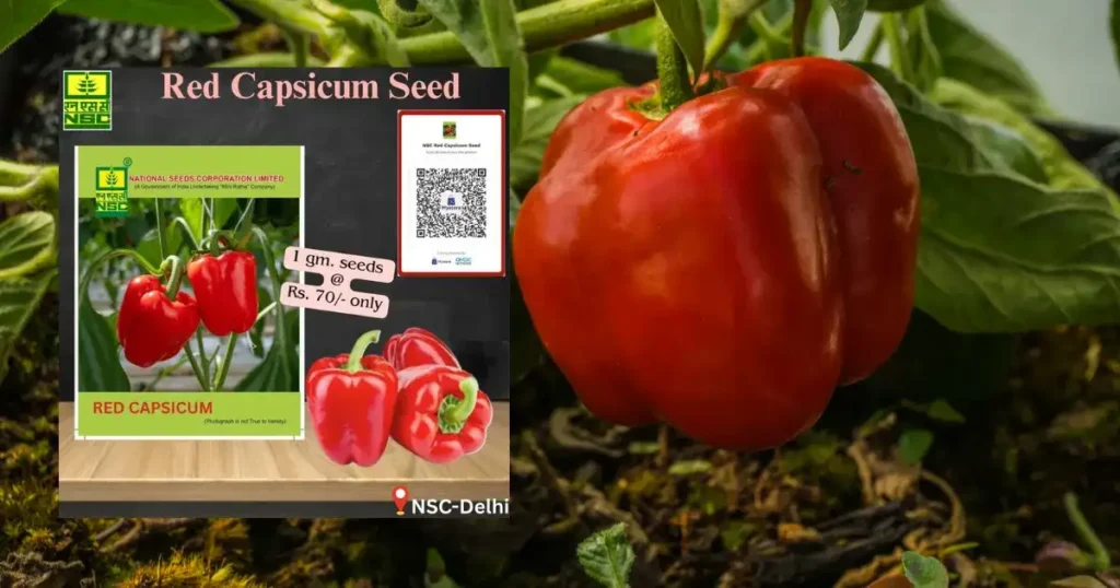 Grow Red Capsicum At Home