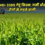 HD-3385 ​​Wheat Variety