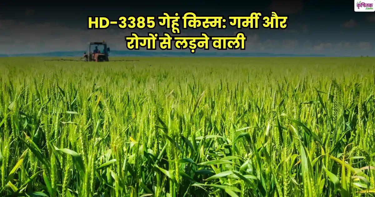 HD-3385 ​​Wheat Variety