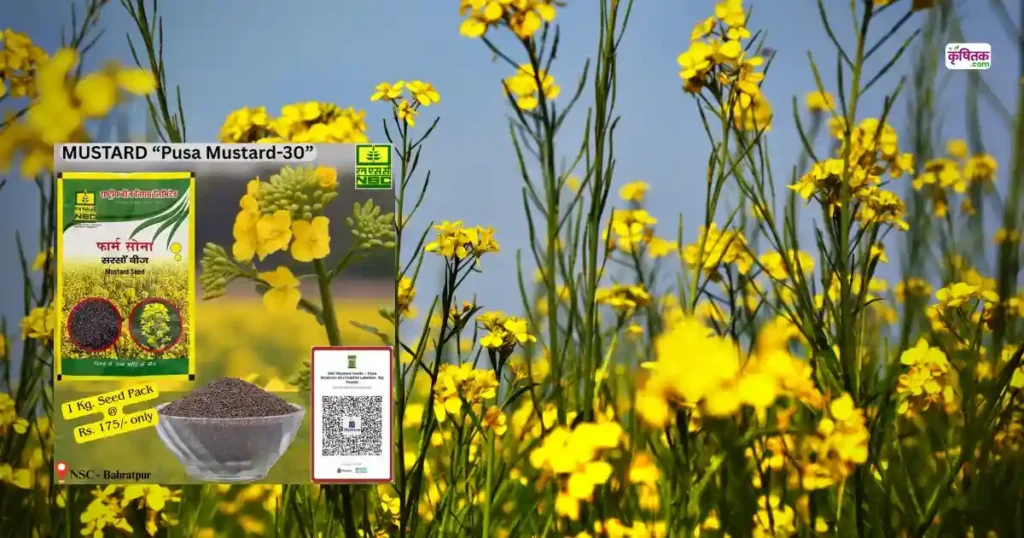 High Yield Mustard Variety