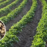 Intercropping In Potato