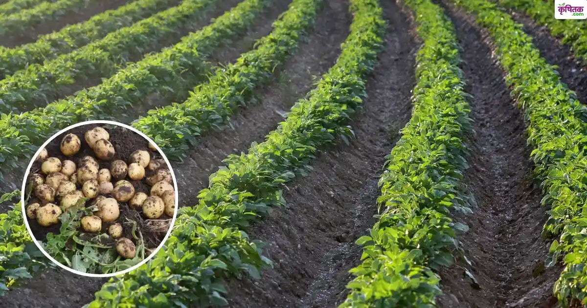 Intercropping In Potato