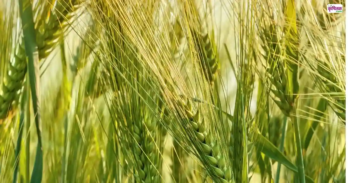 Kathia Wheat Durum Farming