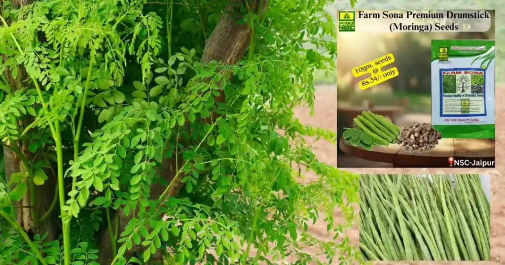 Moringa Farming