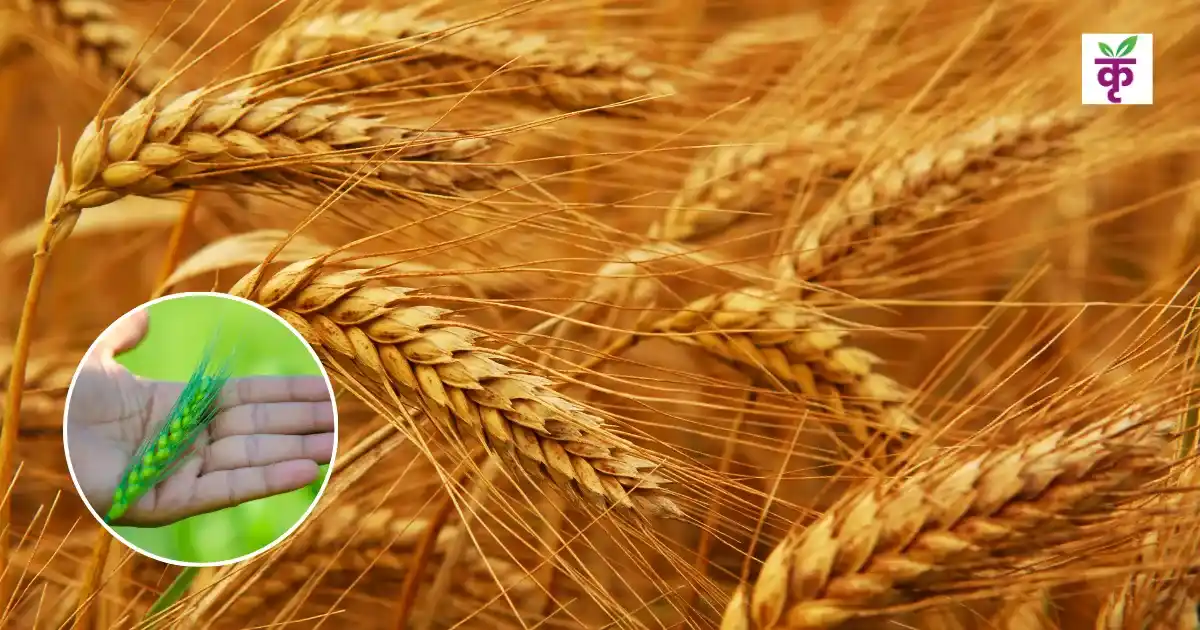 New Wheat Variety WH-1402