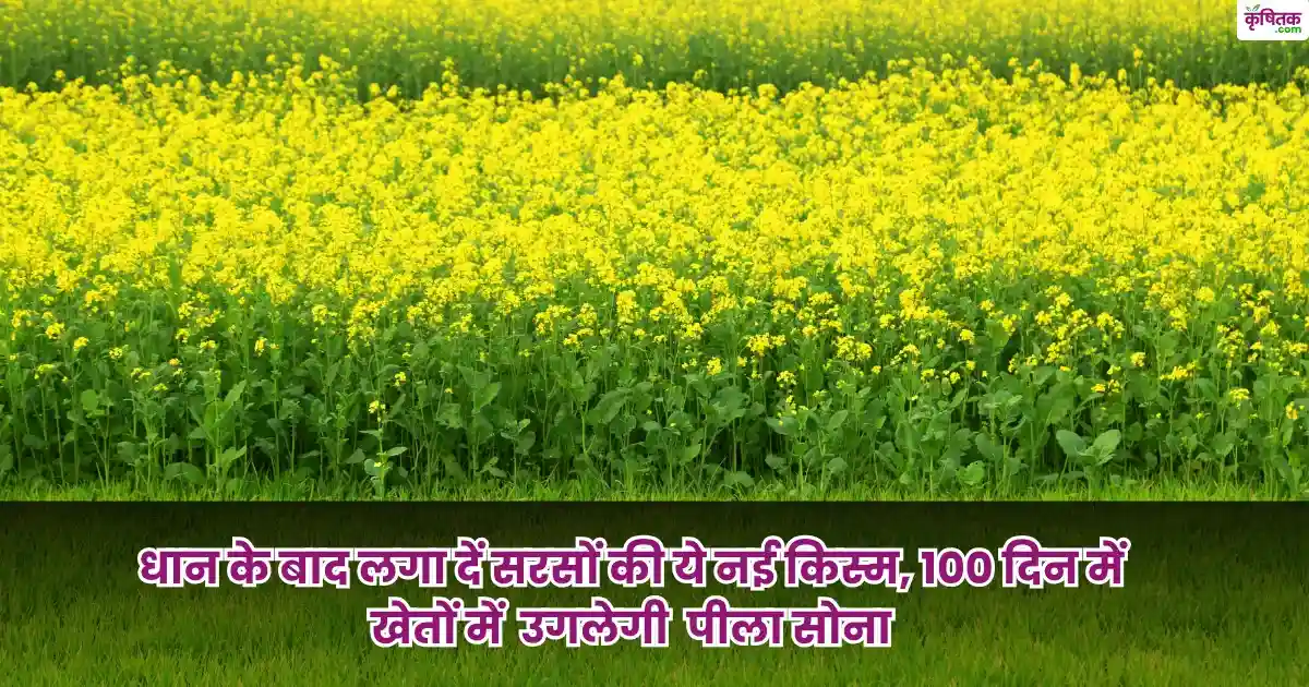 New mustard variety DRMR-150-35