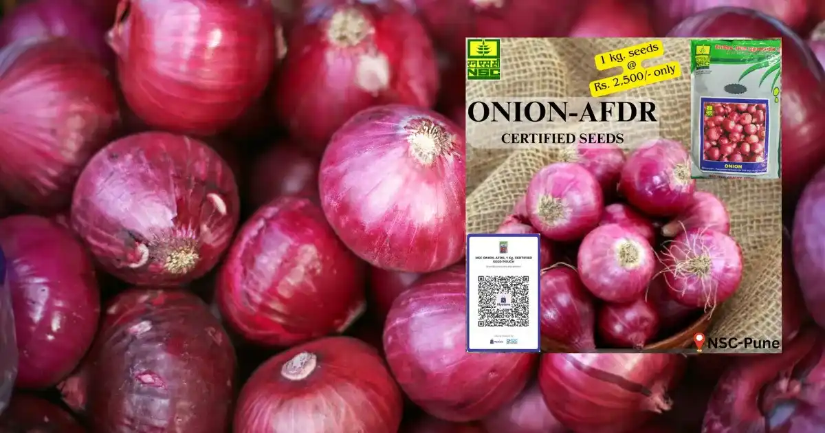 Onion AFDR Variety