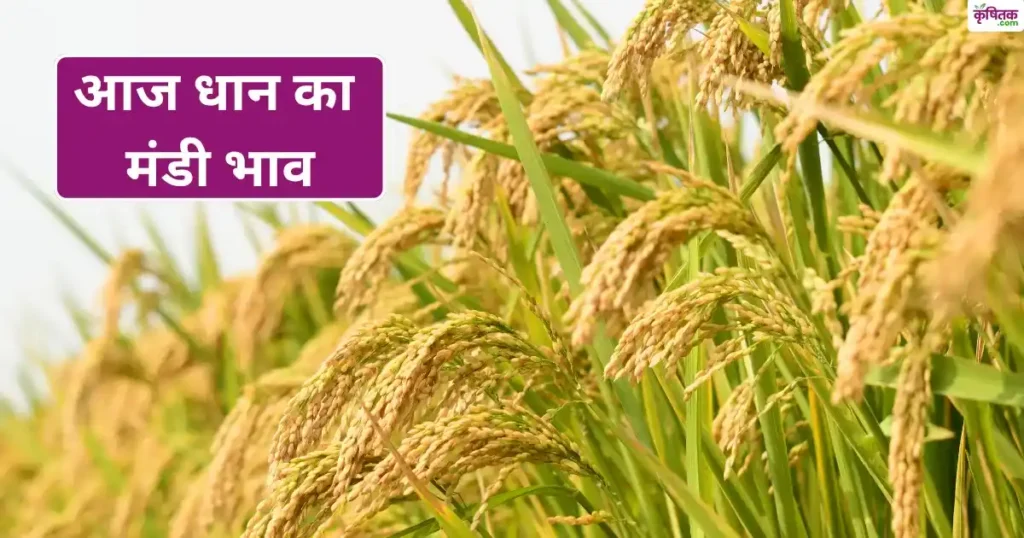 Paddy Mandi Price Today