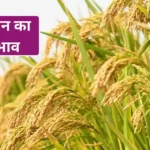 Paddy Mandi Price Today