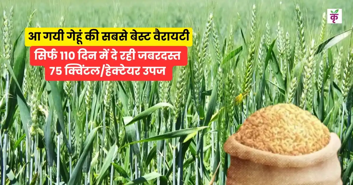 पूसा ओजस्वी HI-1650