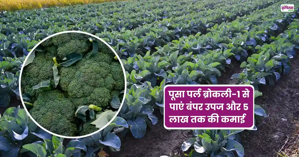 Pusa Pearl Broccoli-1