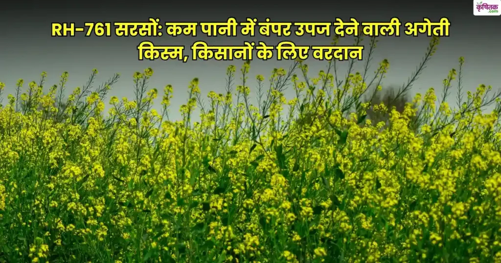 RH-761 Mustard Variety in Hindi