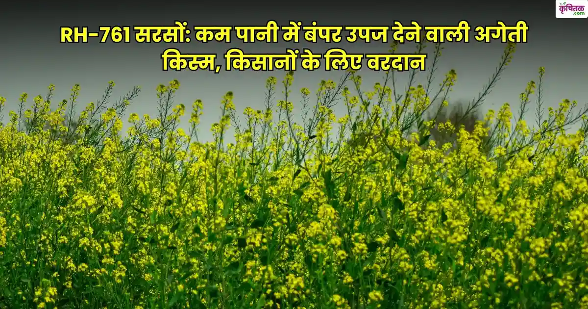 RH-761 Mustard Variety in Hindi