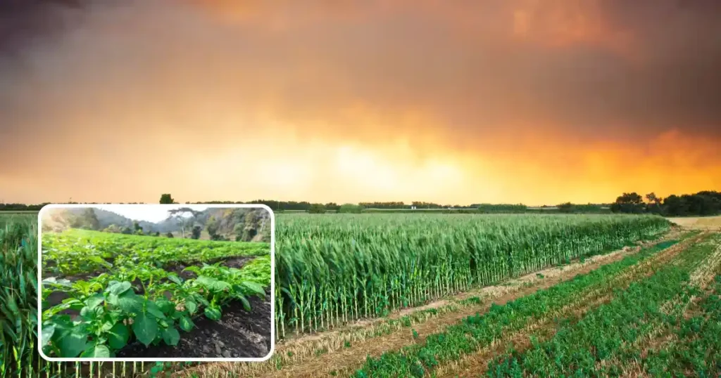 Rabi Crop Tips