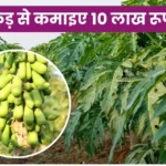 Red Lady 786 Papaya Ki Kheti