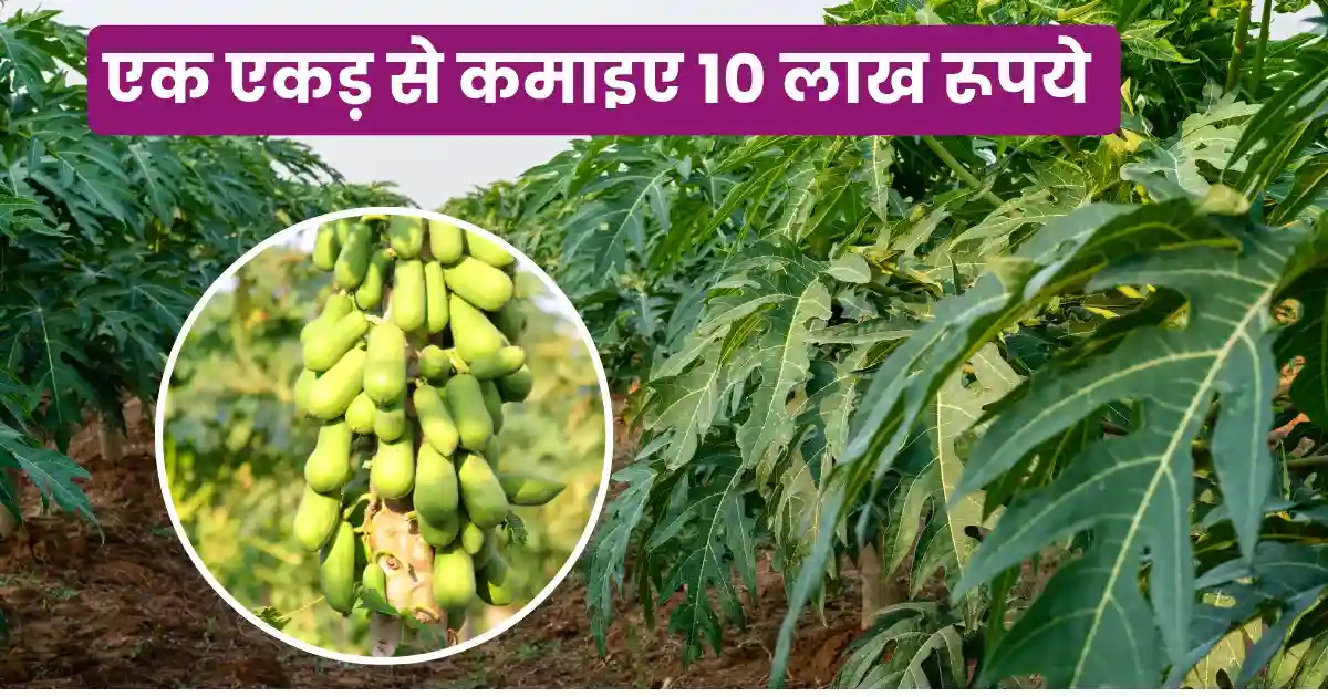 Red Lady 786 Papaya Ki Kheti