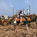 महाराष्ट्र के किसानों पर दोहरी मार 100 लाख टन गन्ना बर्बाद, चीनी बाजार में मचा सकता है हड़कंप