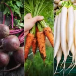 Sow These 7 Vegetables in October