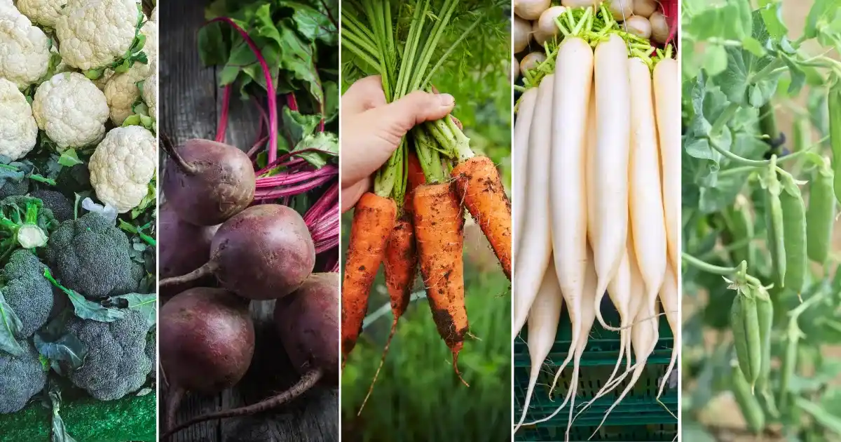 Sow These 7 Vegetables in October