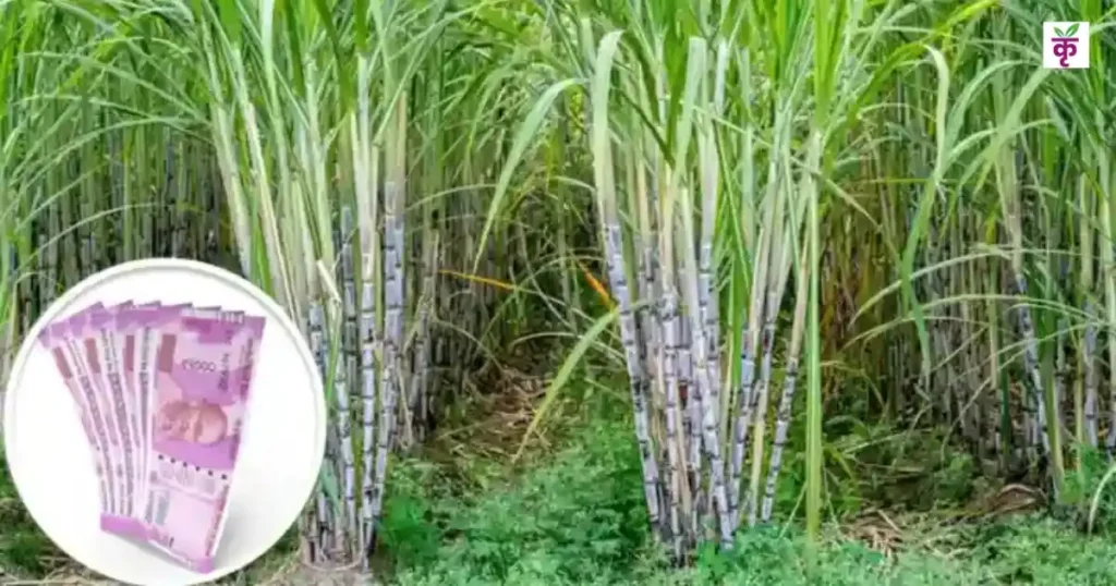 Sugarcane Price
