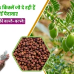 Top 4 Chana Variety