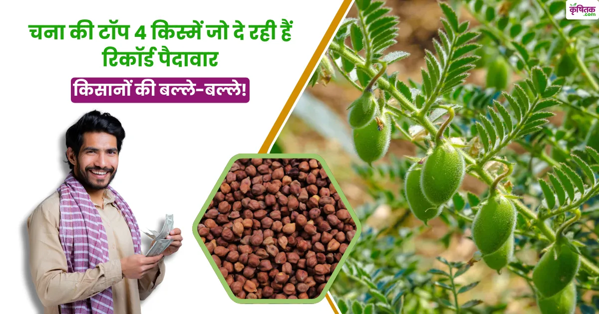 Top 4 Chana Variety