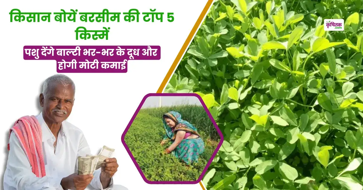 Top 5 Berseem Varieties