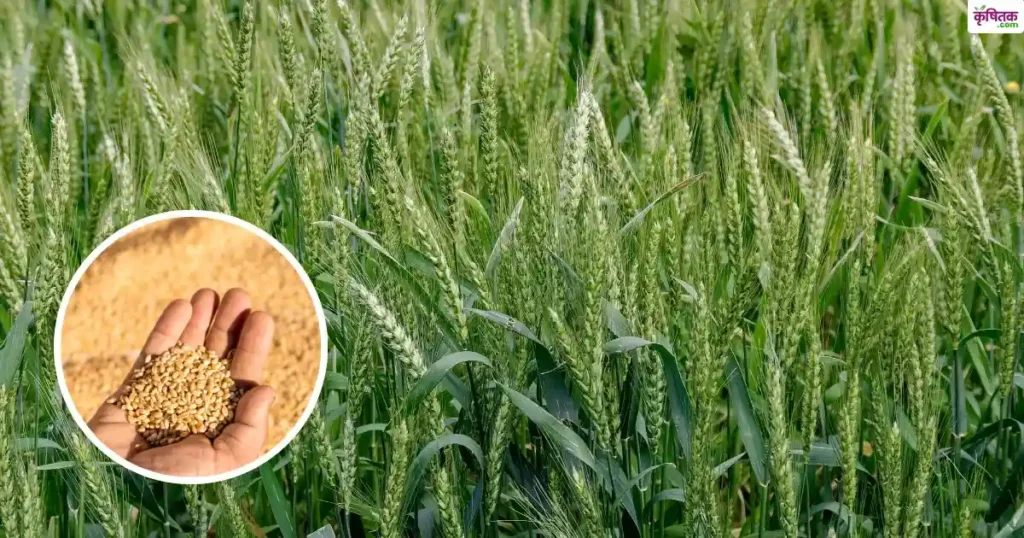 Top 5 Wheat Varieties in Rabi 2025