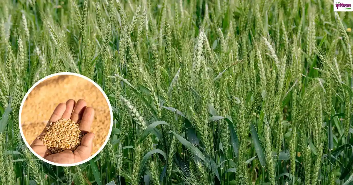 Top 5 Wheat Varieties in Rabi 2025