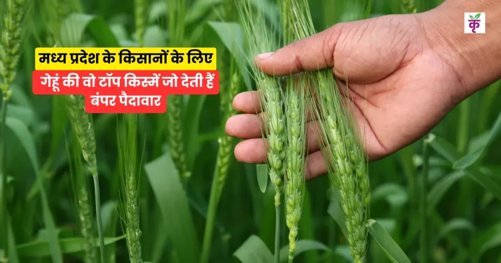 Best Wheat Varieties For MP Farmers