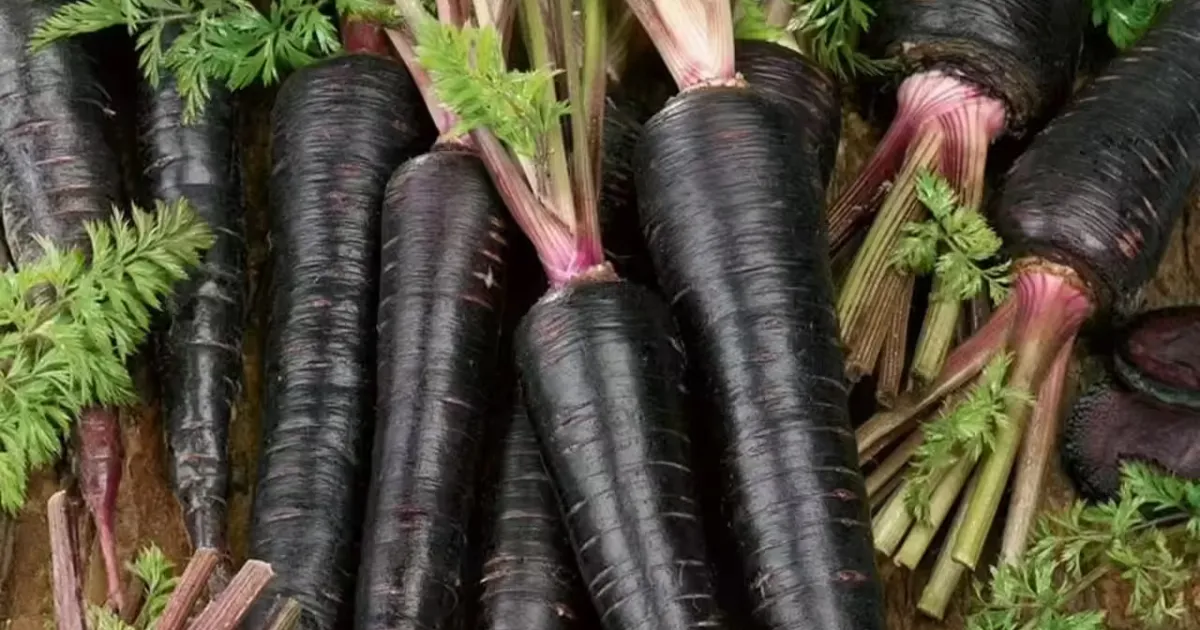 खेती के लिए बेस्ट है काले गाजर की ये वैरायटी, जानिए कहाँ से मिलेंगे सस्ते बीज
