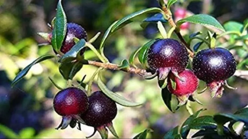 black guava cultivation