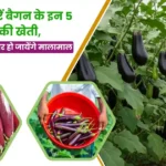 Brinjal Top 5 Variety