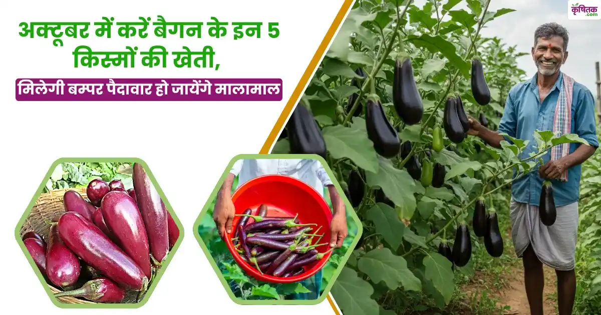 Brinjal Top 5 Variety