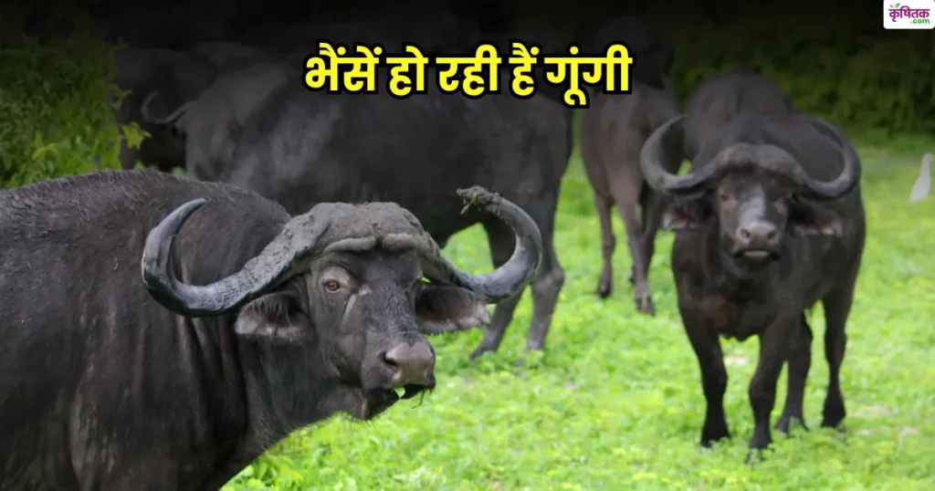 भैंसें हो रही हैं गूंगी, रिसर्च में हुआ चौंकाने वाला खुलासा, जाने असली वजह