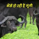 भैंसें हो रही हैं गूंगी, रिसर्च में हुआ चौंकाने वाला खुलासा, जाने असली वजह